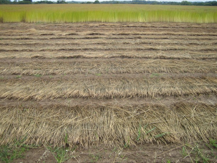 Stefan Leingang, Der Name Leingang, Herkunft und Bedeutung des Namens Leingang.